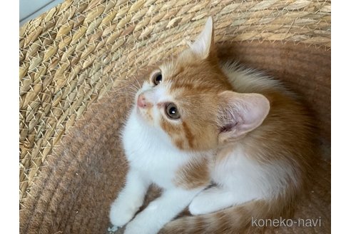 成約済の茨城県のスコティッシュフォールド-103175の3枚目