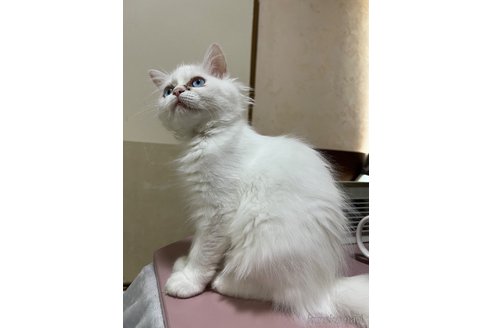 成約済の埼玉県のミックス-95250の17枚目
