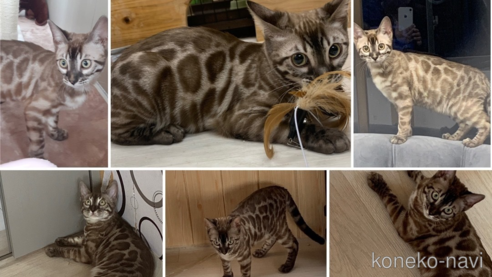チャコちゃん1枚目