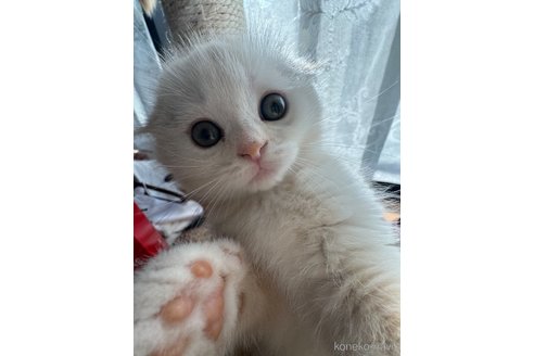 成約済の福岡県のスコティッシュフォールド(折れ耳)-103107の2枚目