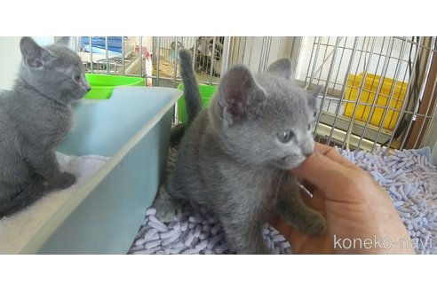 成約済の愛知県のロシアンブルー-100857の2枚目
