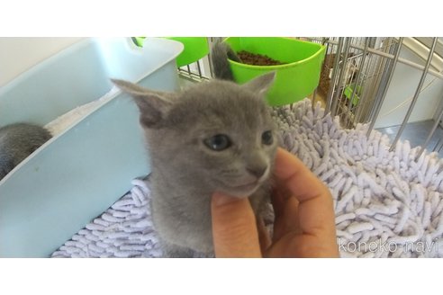 成約済の愛知県のロシアンブルー-100855の2枚目