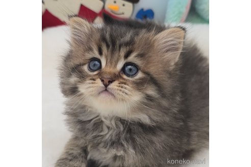 成約済の埼玉県のサイベリアン-102478の1枚目