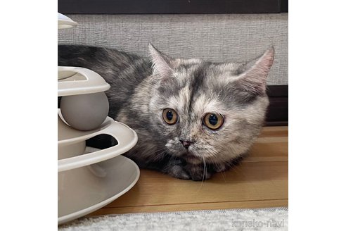 成約済の愛知県のミヌエット(短足)-93349の2枚目