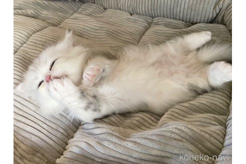 成約済の愛知県のミヌエット(短足)-101925の39枚目