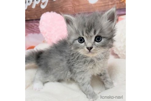 成約済の埼玉県のサイベリアン-102490の5枚目