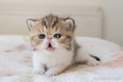 成約済の東京都のエキゾチックショートヘア-103219の25枚目