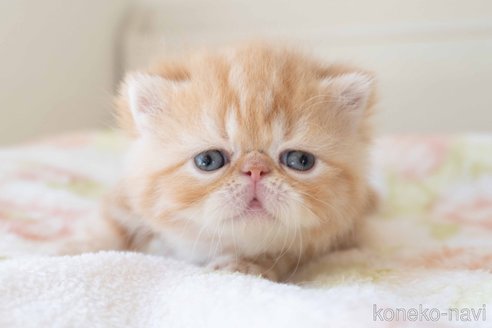 成約済の東京都のエキゾチックショートヘア-103220の8枚目