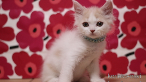 成約済の東京都のマンチカン-101535の1枚目