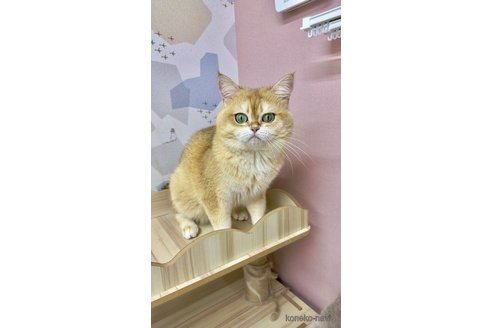 の岐阜県の-