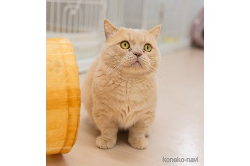 うにくん1枚目