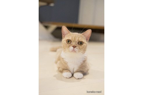 ぼたんちゃん1枚目