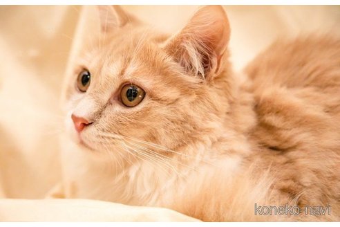  あこやちゃん1枚目