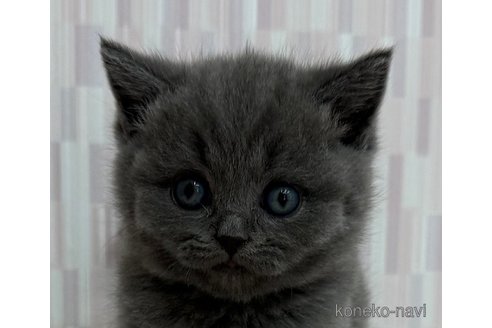 成約済の千葉県のブリティッシュショートヘア-103240の1枚目