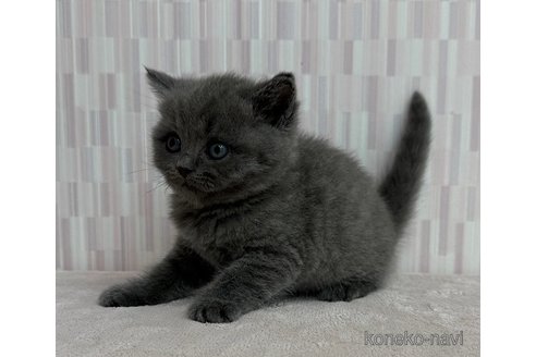 成約済の千葉県のブリティッシュショートヘア-103240の3枚目