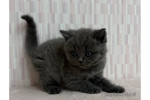 成約済の千葉県のブリティッシュショートヘア-103240の2枚目