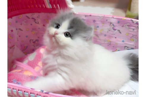 成約済の愛媛県のミヌエット-103241の7枚目