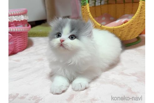 成約済の愛媛県のミヌエット-103241の2枚目