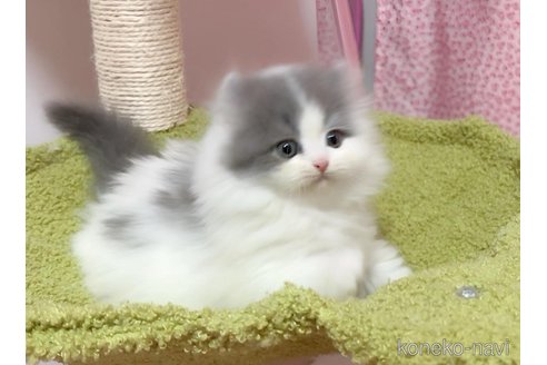 成約済の愛媛県のミヌエット-103241の5枚目