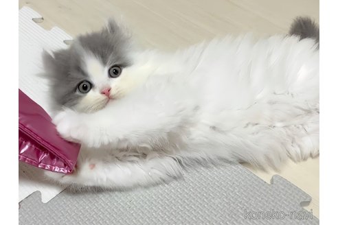 成約済の愛媛県のミヌエット-103241の4枚目