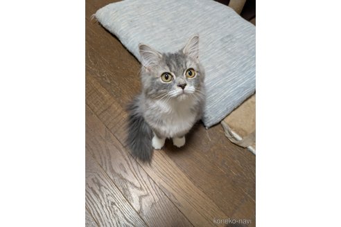 成約済の埼玉県のスコティッシュフォールド-103251の1枚目