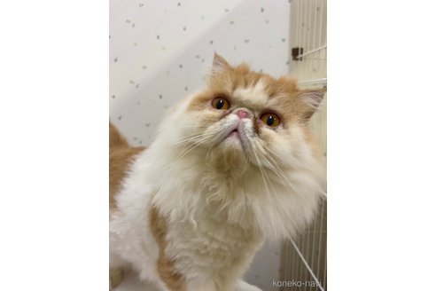 成約済の千葉県のエキゾチックロングヘア-82437の4枚目