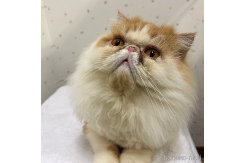 エキゾチックロングヘアの子猫を探す（8ページ目）｜子猫