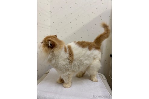 成約済の千葉県のエキゾチックロングヘア-82437の2枚目
