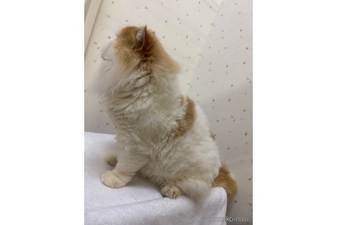 成約済の千葉県のエキゾチックロングヘア-82437の3枚目