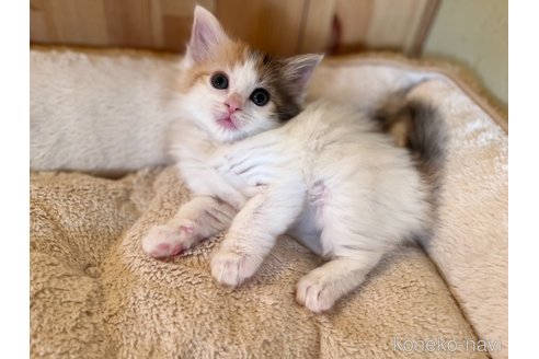 成約済の長野県のノルウェージャンフォレストキャット-103271の2枚目