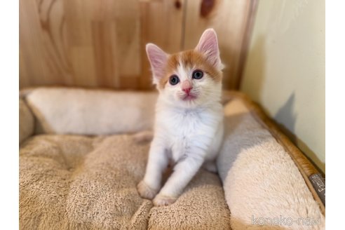 成約済の長野県のノルウェージャンフォレストキャット-103272の3枚目