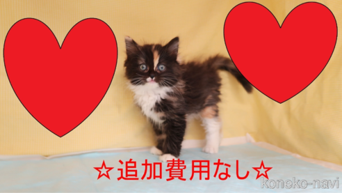 成約済の東京都のサイベリアン-103275の1枚目