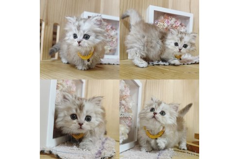 成約済の長野県のミヌエット(短足)-103283の4枚目