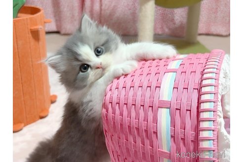 成約済の愛媛県のミヌエット-103287の6枚目
