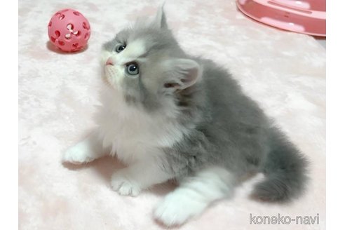 成約済の愛媛県のミヌエット-103287の3枚目