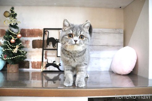 成約済の大阪府のスコティッシュフォールド-95399の6枚目