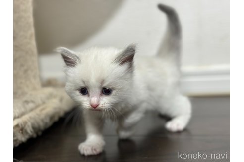 成約済の神奈川県のラグドール-103295の5枚目