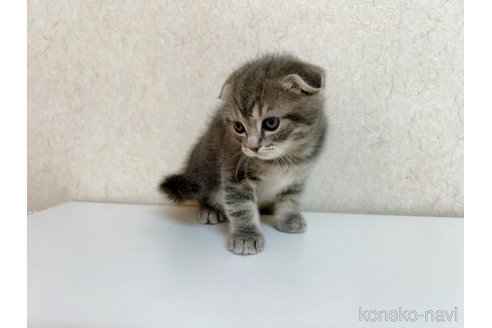 成約済の東京都のスコティッシュフォールド(折れ耳)-103301の4枚目
