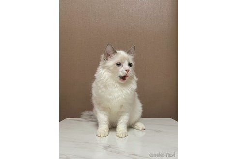 販売中の石川県のラグドール-103313の4枚目