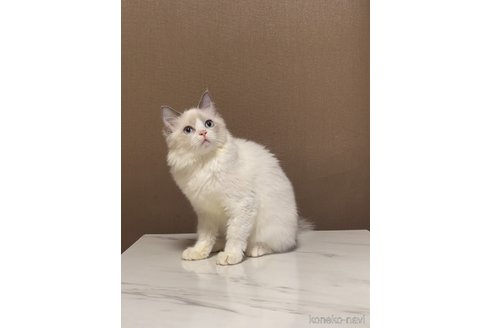 販売中の石川県のラグドール-103313の2枚目
