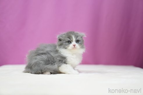 成約済の埼玉県のスコティッシュフォールド(折れ耳)-102738の2枚目