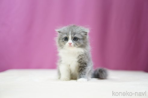 成約済の埼玉県のスコティッシュフォールド(折れ耳)-102747の3枚目