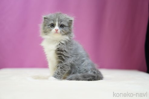 成約済の埼玉県のスコティッシュフォールド(折れ耳)-102747の4枚目