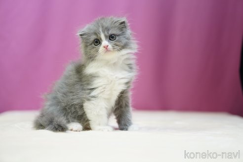 成約済の埼玉県のスコティッシュフォールド(折れ耳)-102747の6枚目