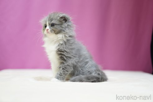 成約済の埼玉県のスコティッシュフォールド(折れ耳)-102747の5枚目