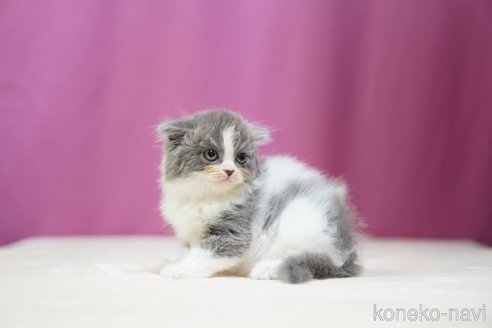 成約済の埼玉県のスコティッシュフォールド(折れ耳)-102749の6枚目