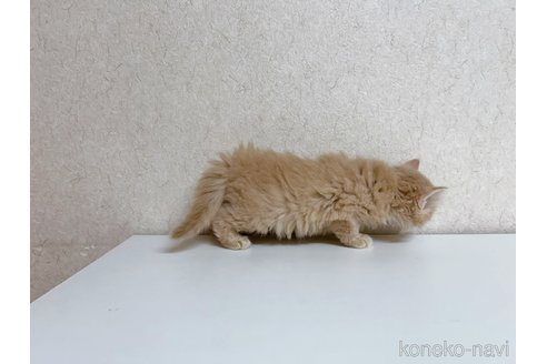 成約済の東京都のラパーマ-103327の4枚目