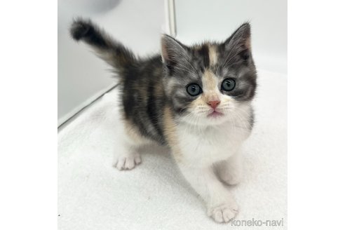 成約済の愛知県のスコティッシュフォールド-103331の1枚目