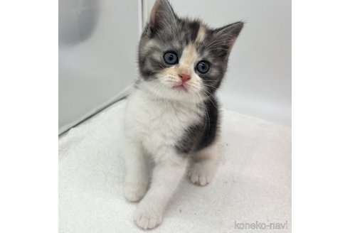 成約済の愛知県のスコティッシュフォールド-103331の3枚目