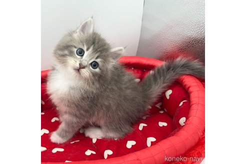 成約済の愛知県のノルウェージャンフォレストキャット-103333の1枚目